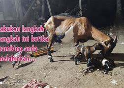 Kambing Melahirkan Kembar Belajar Bermain Dengan Anaknya